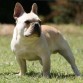 EJEMPLAR  DE  BULLDOG FRANCES DE NUTIBARA BULLDOGS